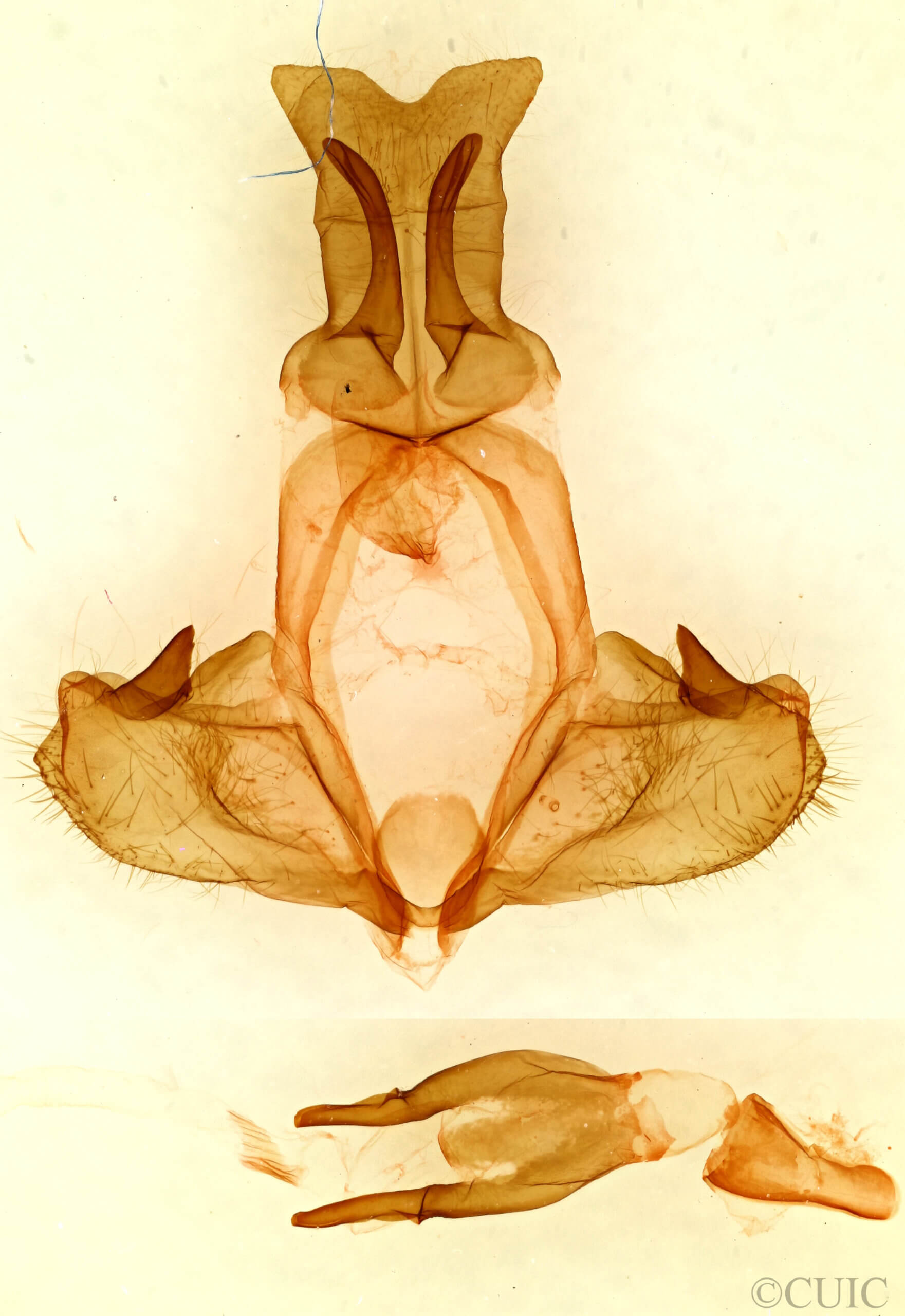 genitalia view of adult Pheosia californica