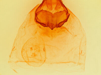 genitalia view of adult Pheosia californica