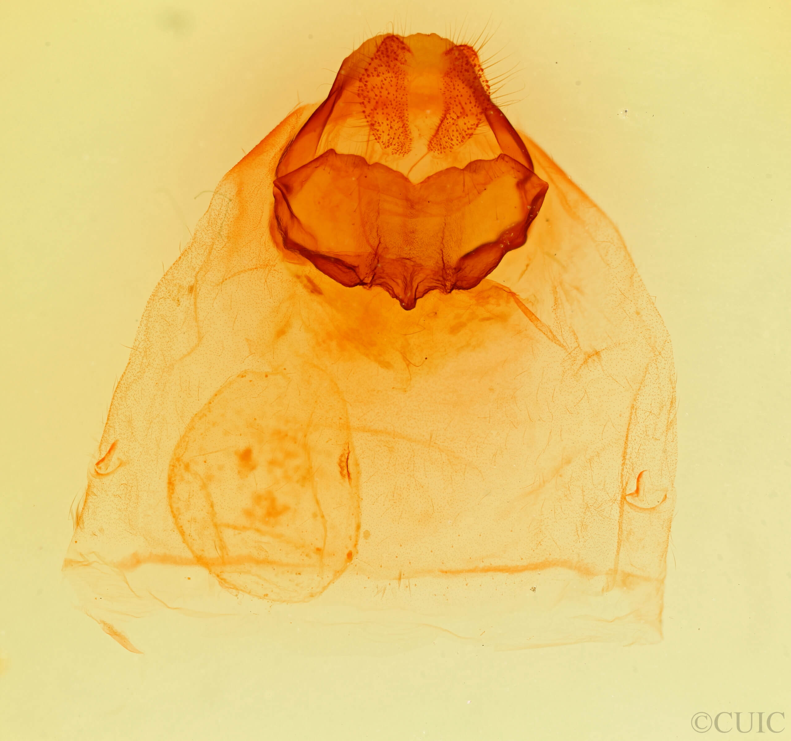 genitalia view of adult Pheosia californica