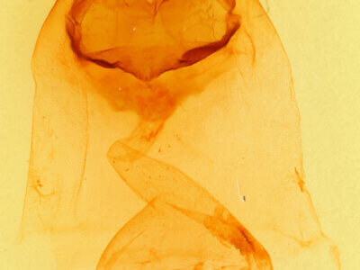 genitalia view of adult Pheosia rimosa