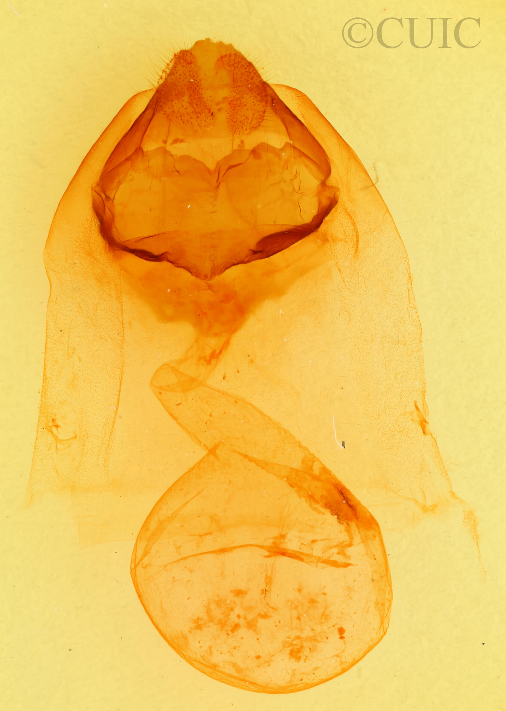 genitalia view of adult Pheosia rimosa