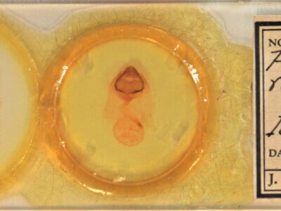 slide view of adult Pheosia rimosa