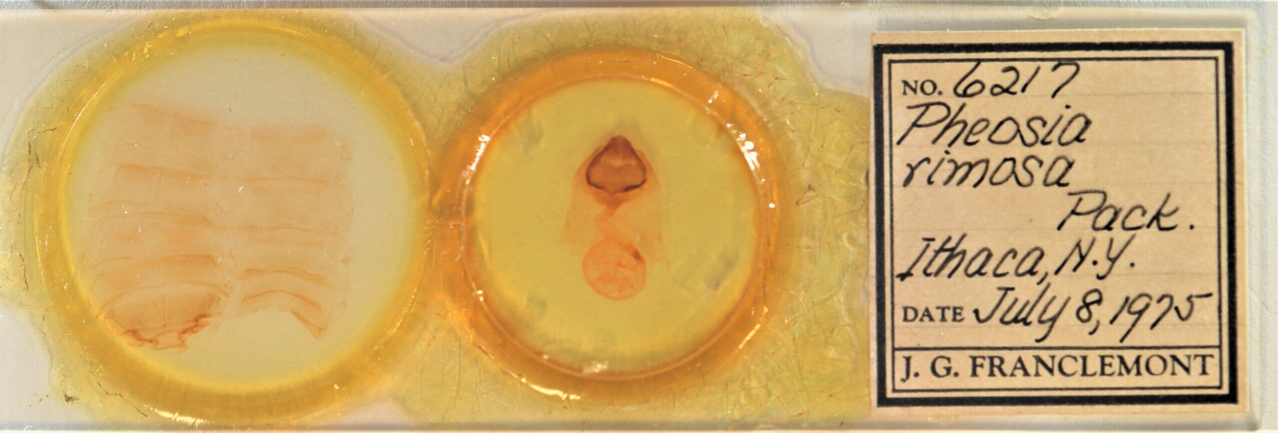 slide view of adult Pheosia rimosa