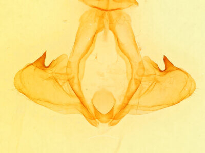 genitalia view of adult Pheosia rimosa