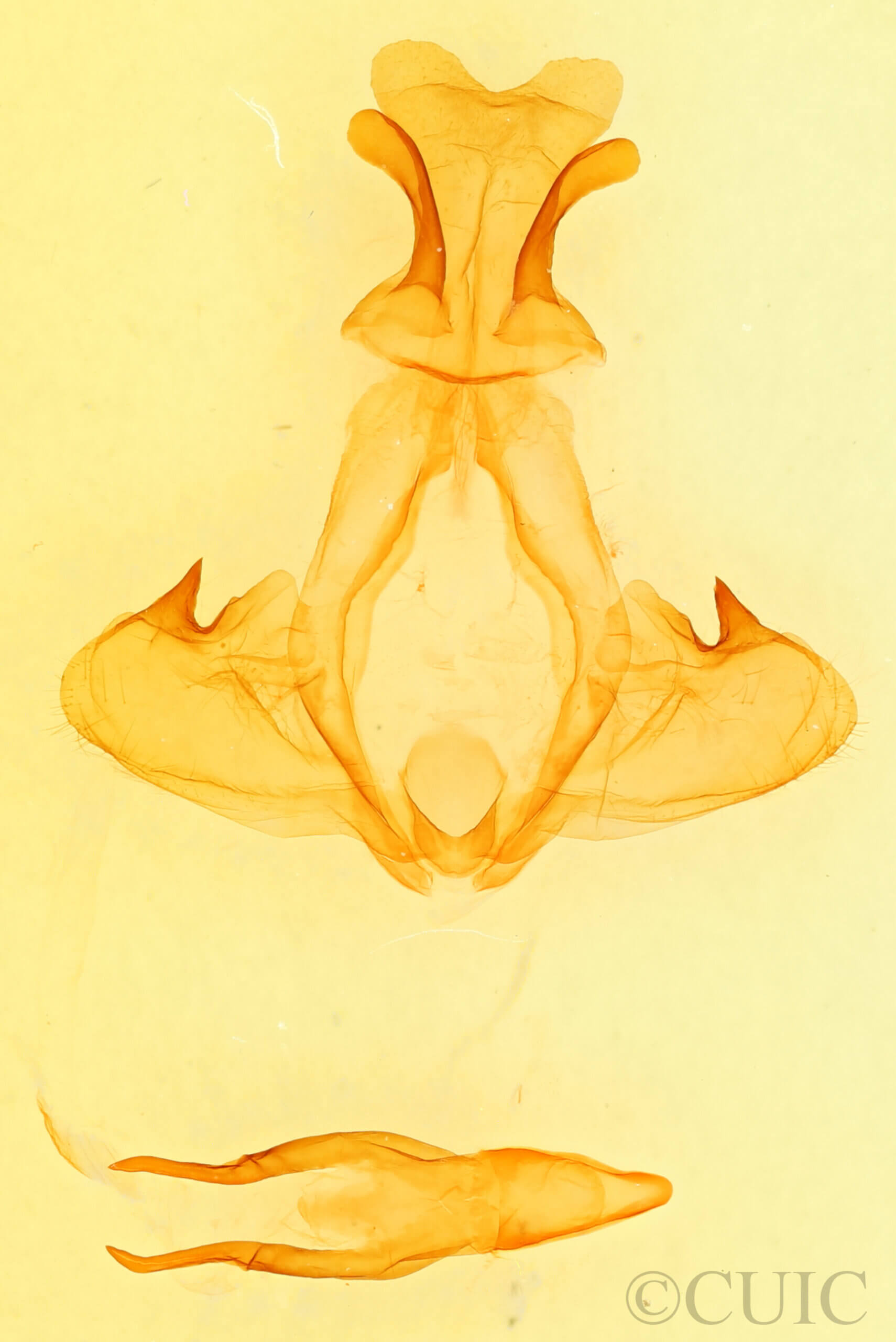 genitalia view of adult Pheosia rimosa