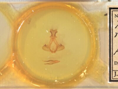 slide view of adult Pheosia rimosa