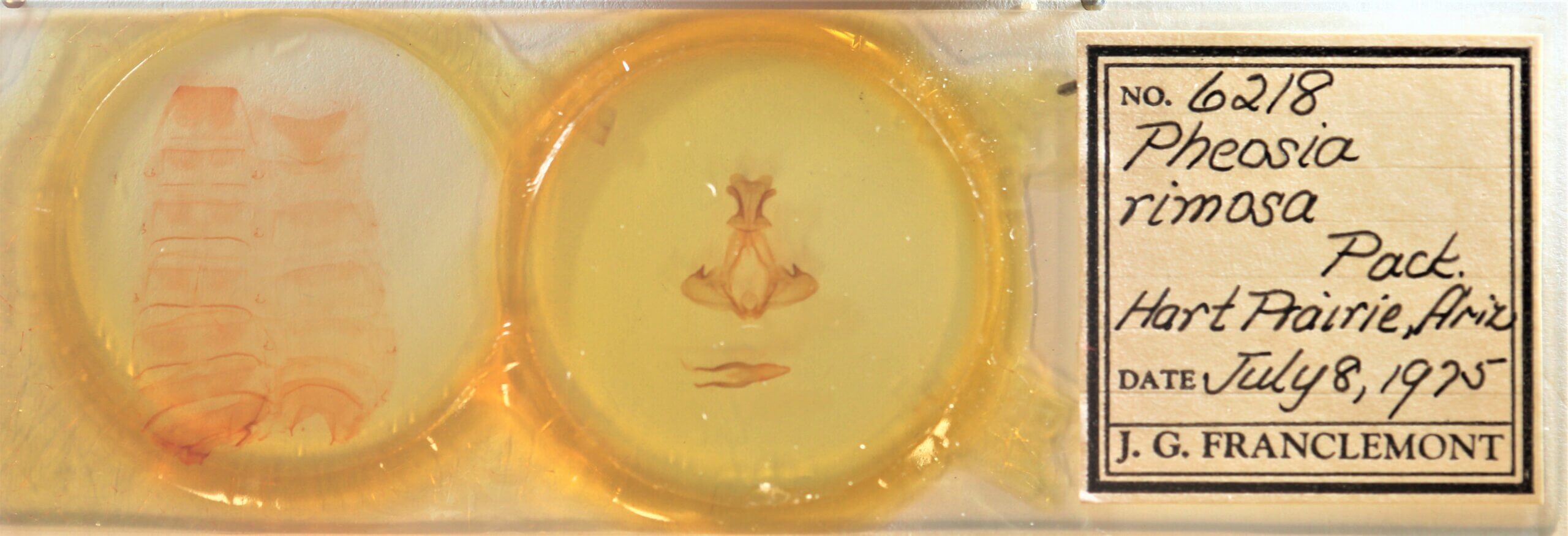 slide view of adult Pheosia rimosa