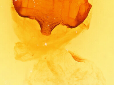 genitalia view of adult Pheosia rimosa