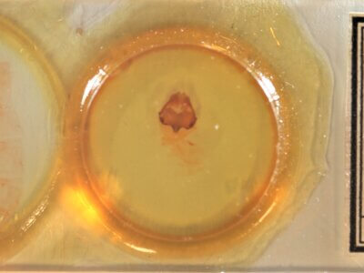 slide view of adult Pheosia rimosa