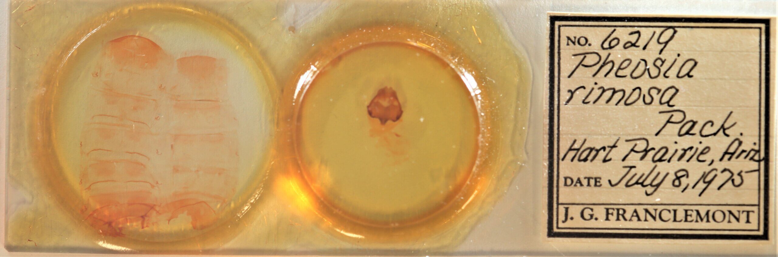 slide view of adult Pheosia rimosa