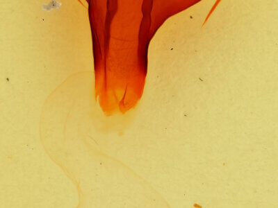 genitalia view of adult Pheosidea elegans