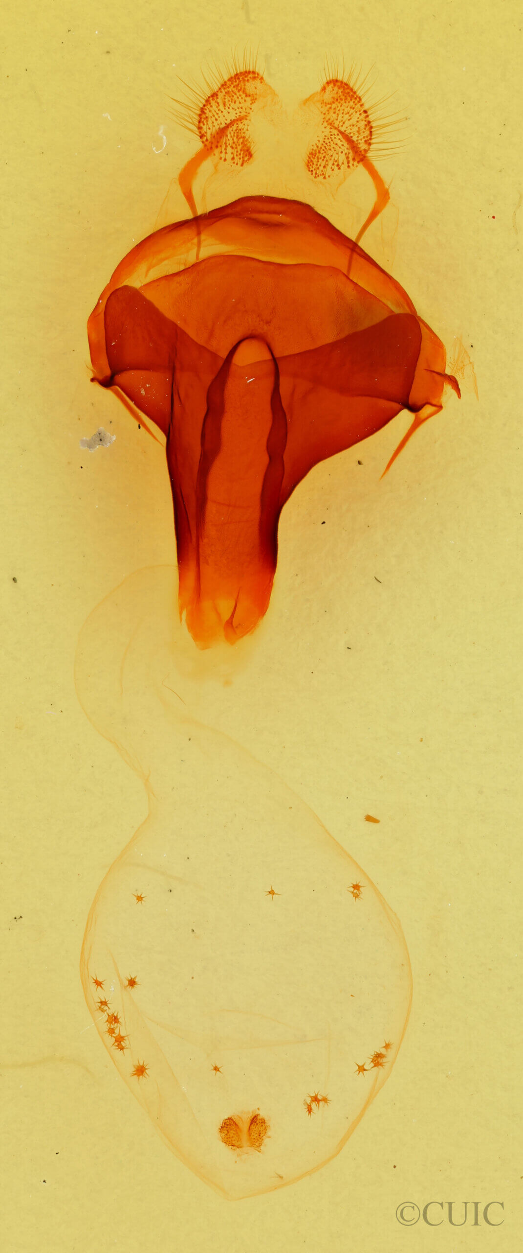 genitalia view of adult Pheosidea elegans