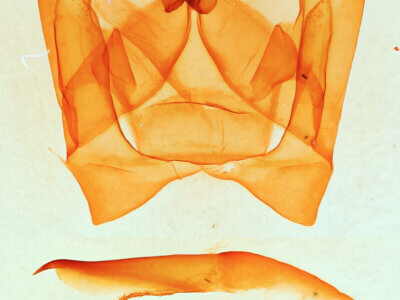 genitalia view of adult Notodonta manitou