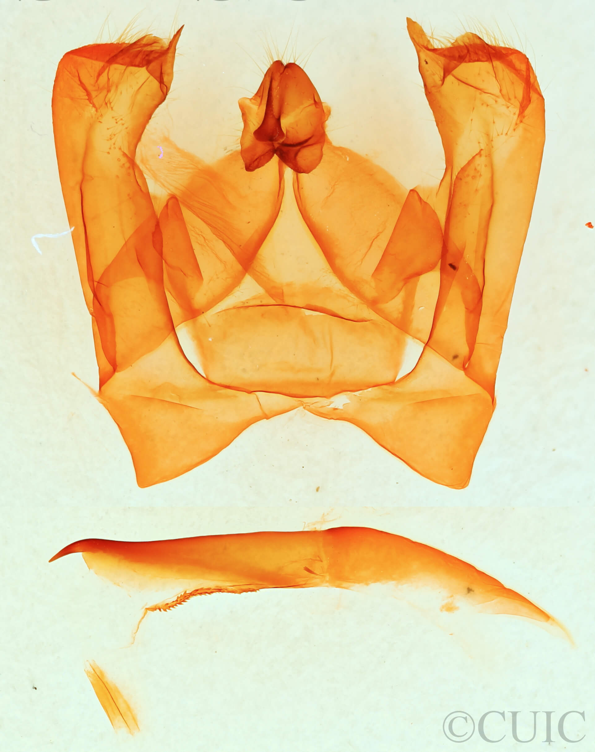 genitalia view of adult Notodonta manitou