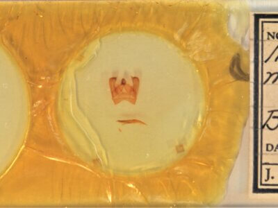 slide view of adult Notodonta manitou