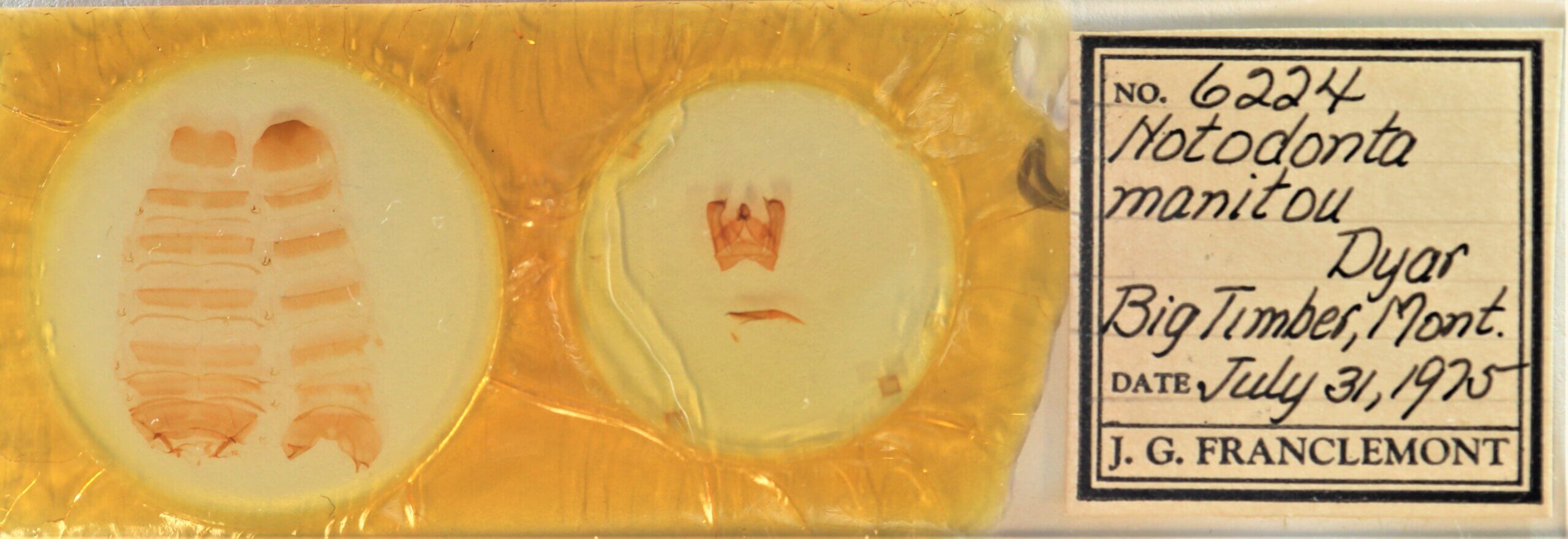 slide view of adult Notodonta manitou