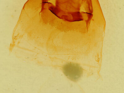 genitalia view of adult Notodonta manitou