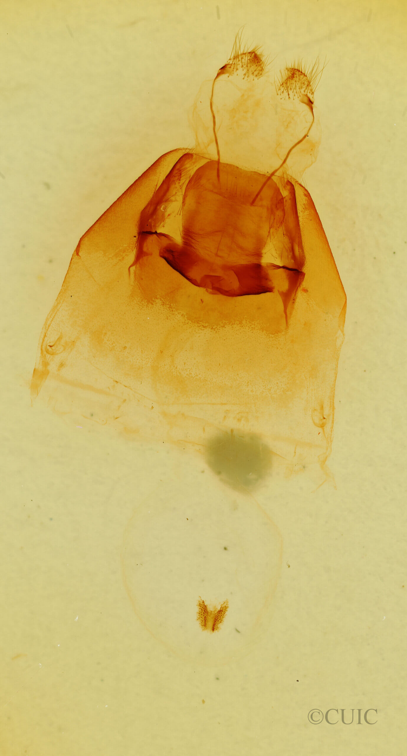 genitalia view of adult Notodonta manitou