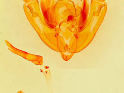 genitalia view of adult Ipimorpha pleonectusa