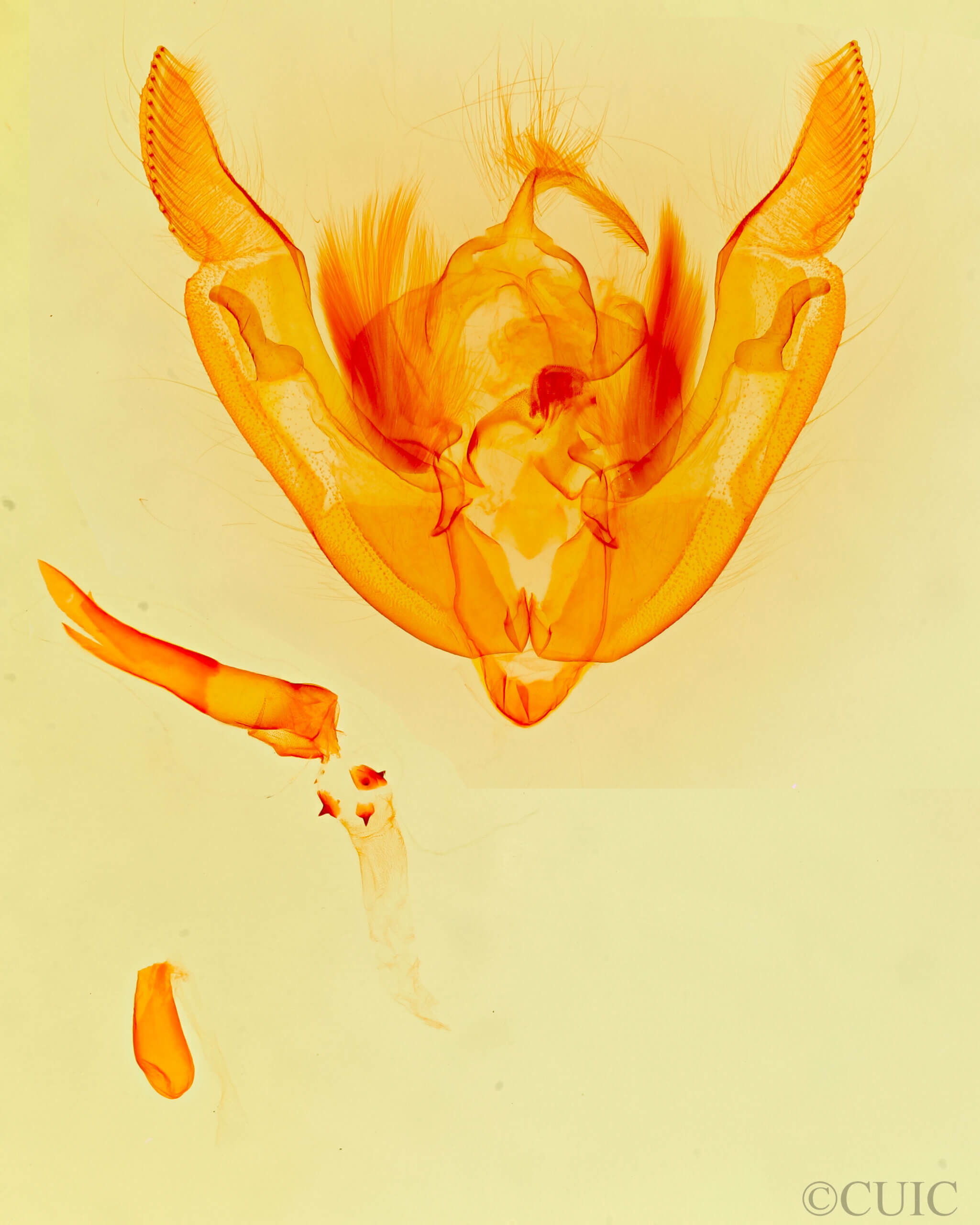 genitalia view of adult Ipimorpha pleonectusa