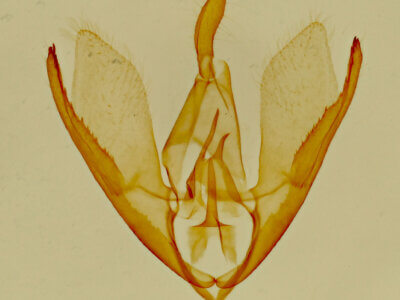 genitalia view of adult Crambidia cephalica
