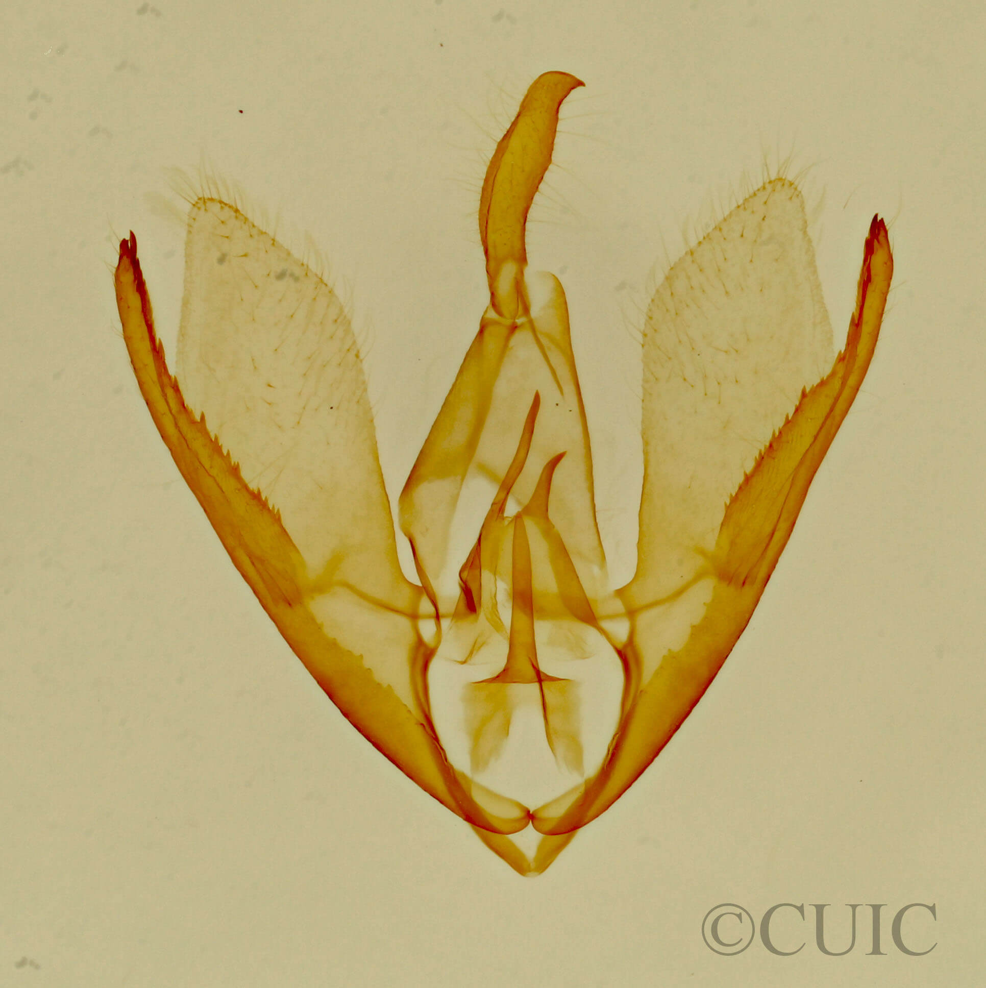 genitalia view of adult Crambidia cephalica