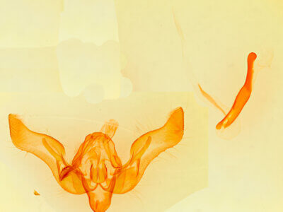 genitalia view of adult Feltia repleta