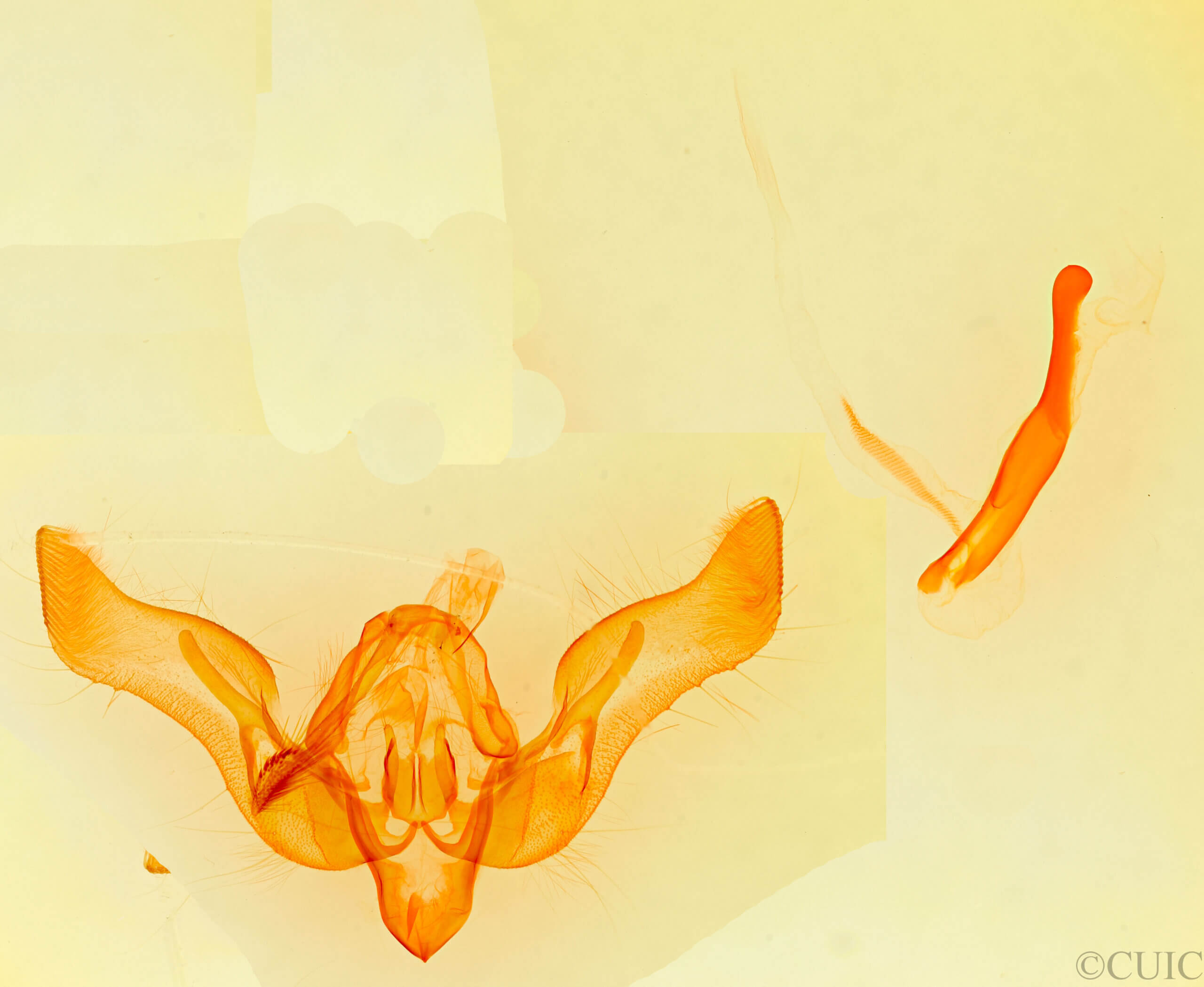 genitalia view of adult Feltia repleta