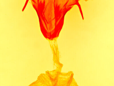 genitalia view of adult Feltia repleta