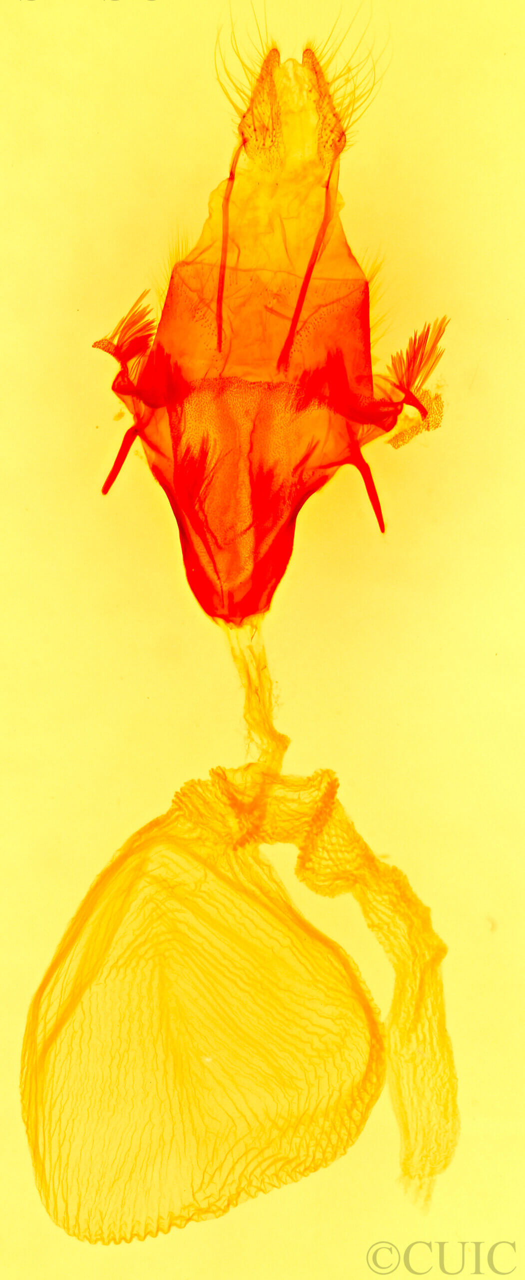 genitalia view of adult Feltia repleta