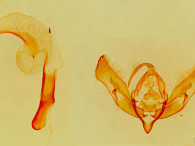 Dichagyris longidens