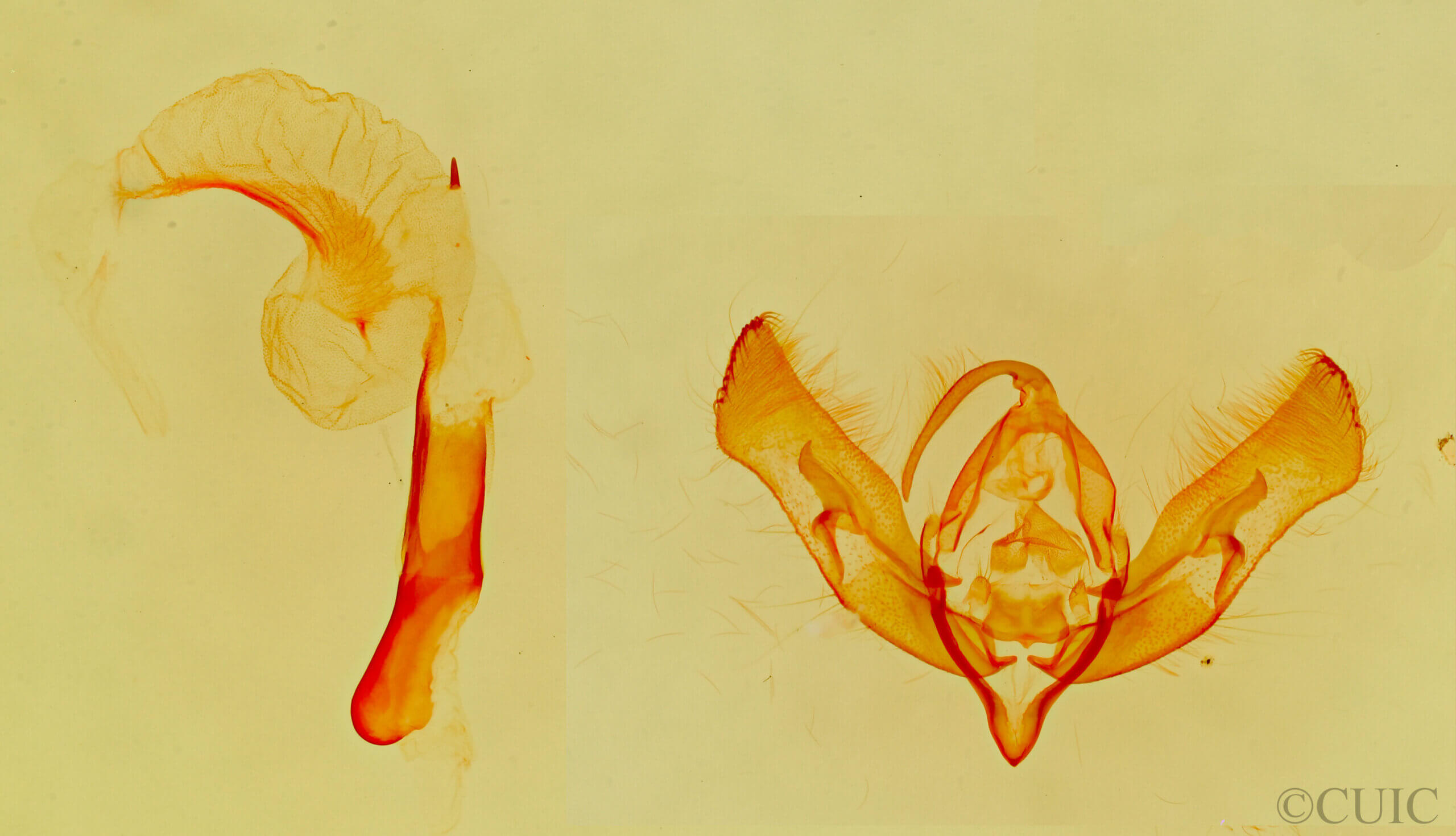 Dichagyris longidens