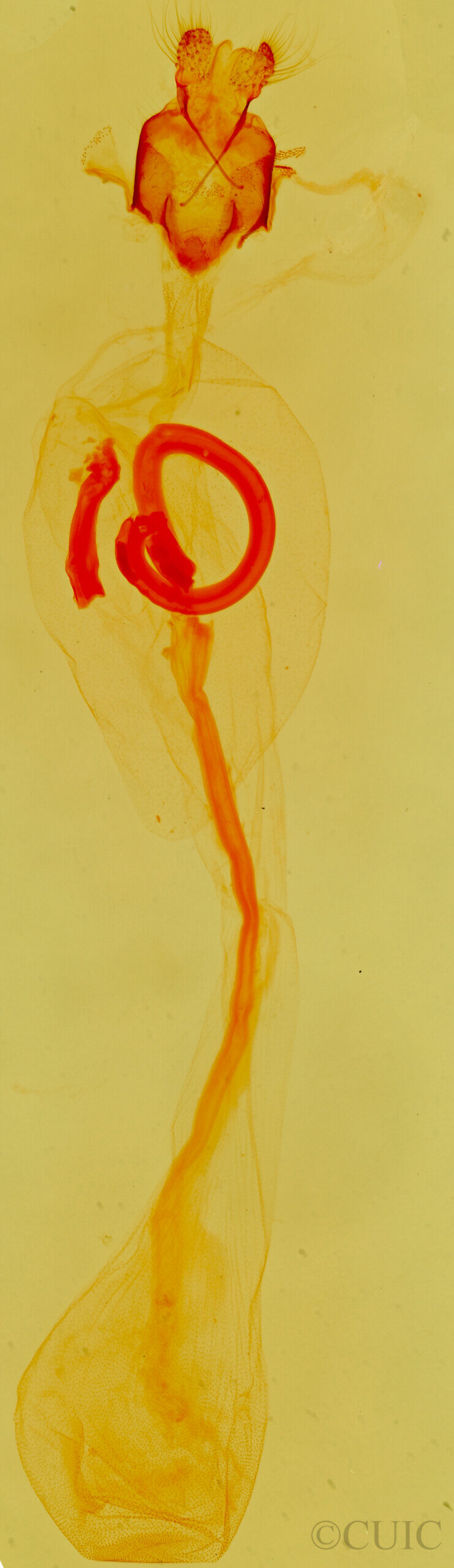 genitalia view of adult Dichagyris longidens