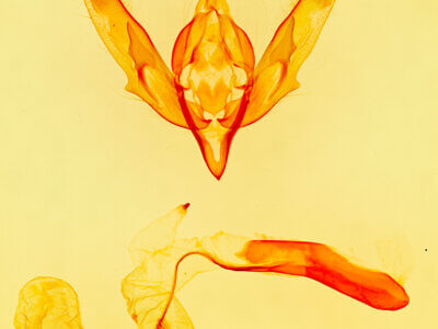 genitalia view of adult Protogygia lagena