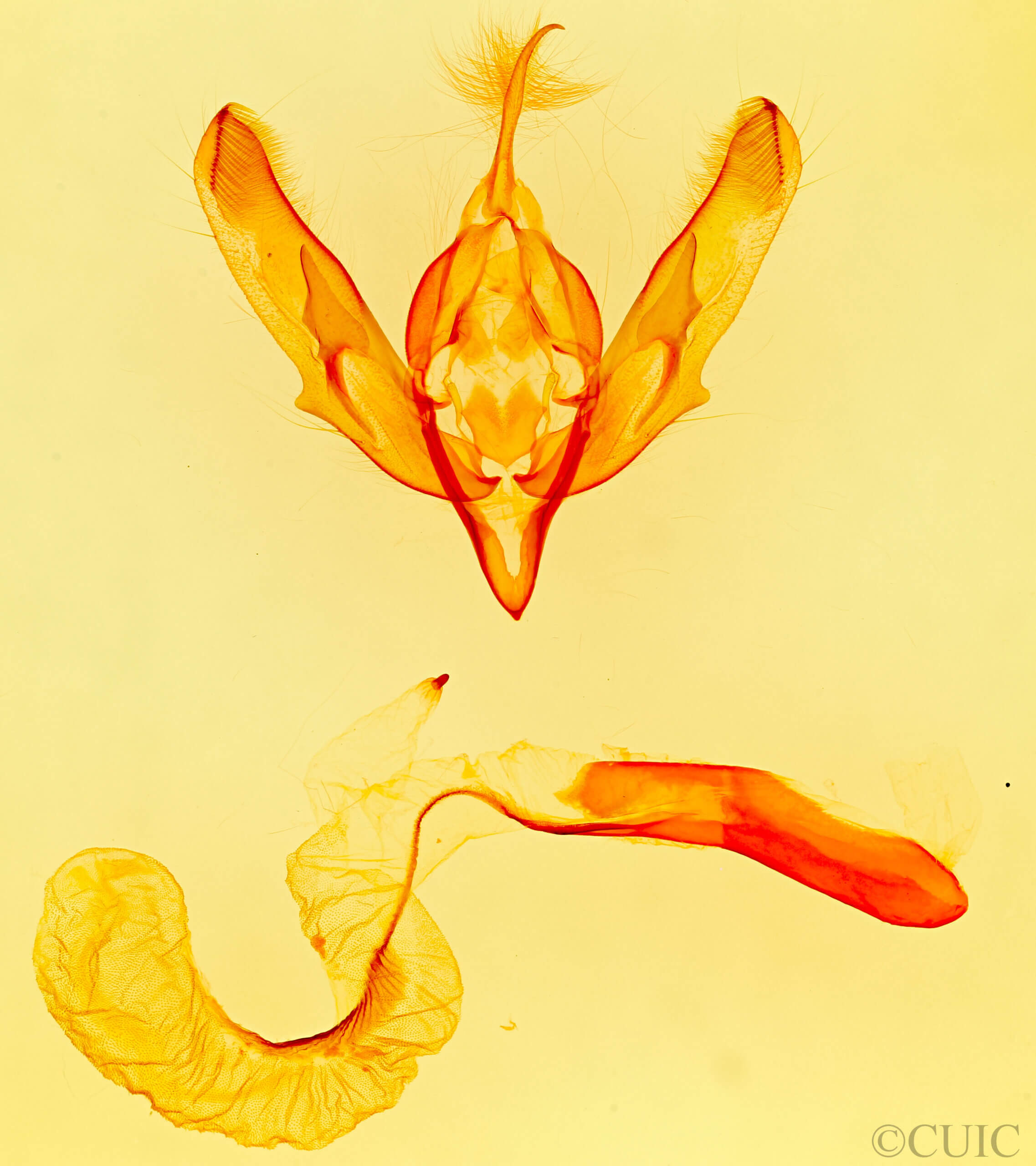 genitalia view of adult Protogygia lagena