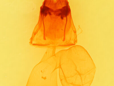 genitalia view of adult Protogygia lagena