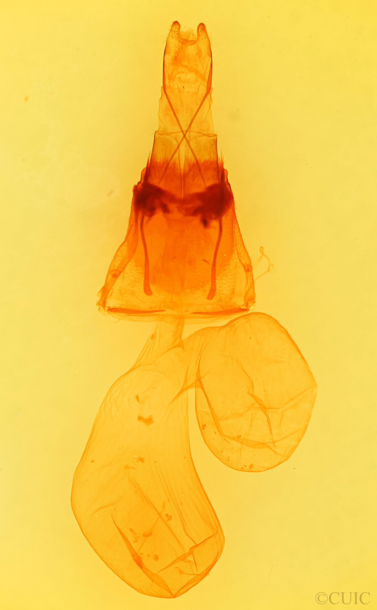 genitalia view of adult Protogygia lagena