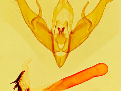 genitalia view of adult Setagrotis radiola