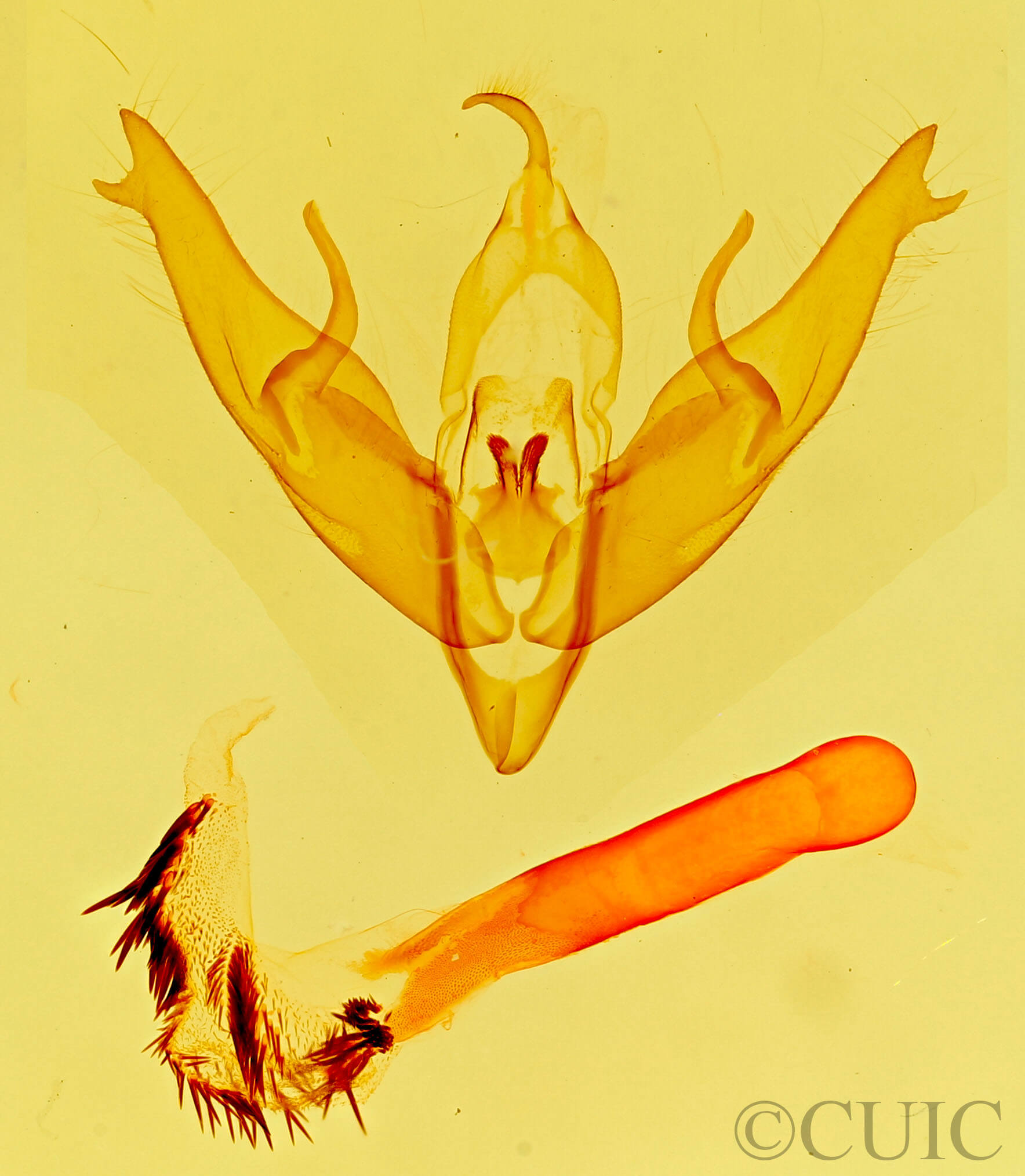 genitalia view of adult Setagrotis radiola