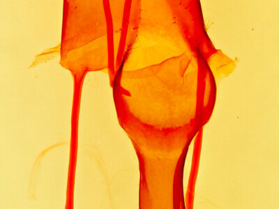 genitalia view of adult Setagrotis radiola