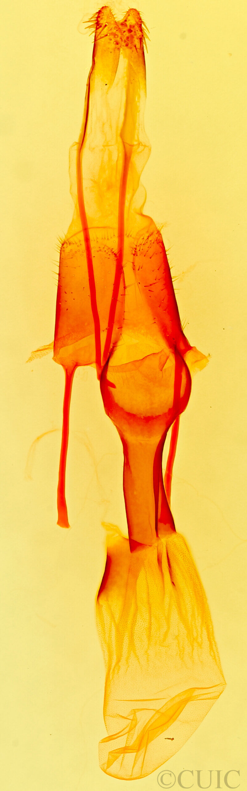 genitalia view of adult Setagrotis radiola