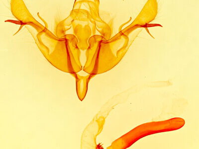 genitalia view of adult Rhizagrotis cloanthoides