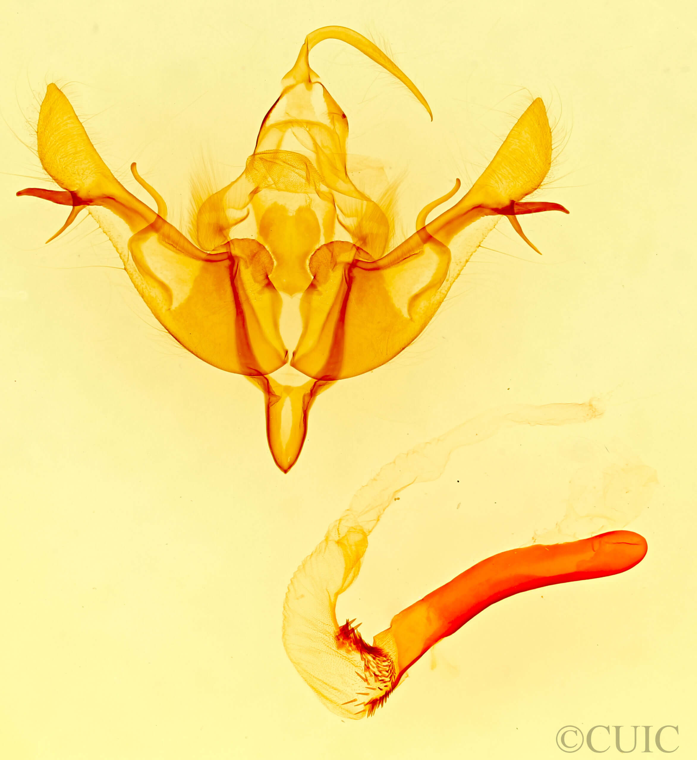 genitalia view of adult Rhizagrotis cloanthoides