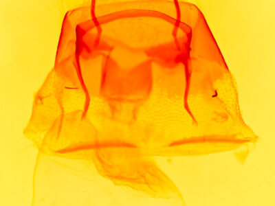 genitalia view of adult Rhizagrotis cloanthoides