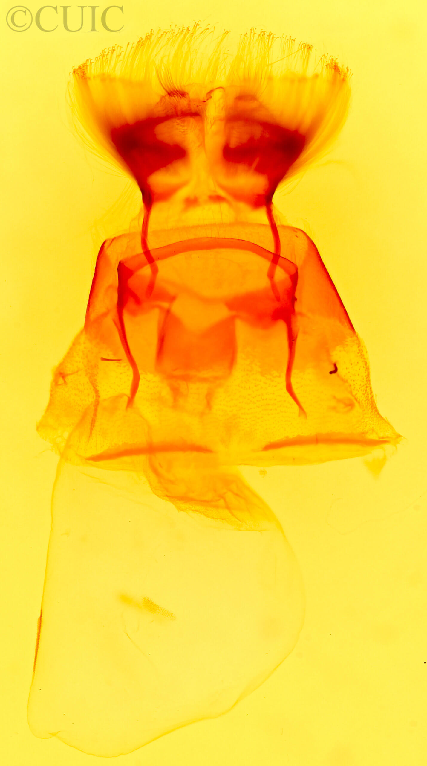 genitalia view of adult Rhizagrotis cloanthoides