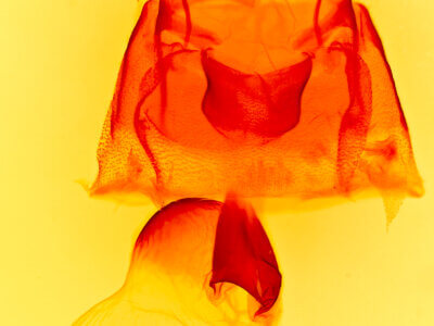 genitalia view of adult Rhizagrotis albalis