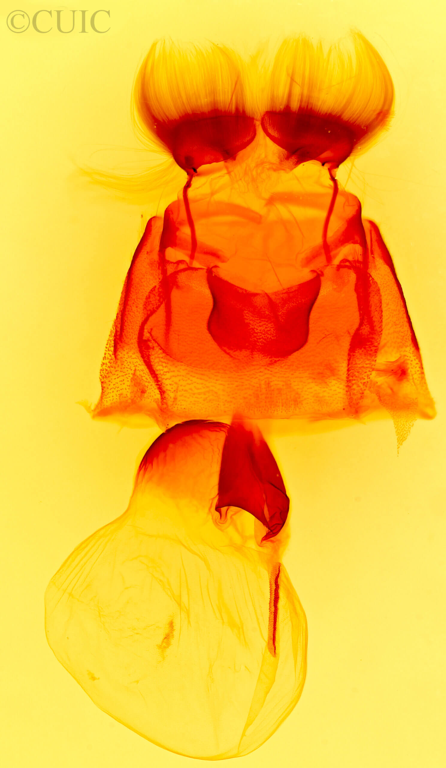 genitalia view of adult Rhizagrotis albalis