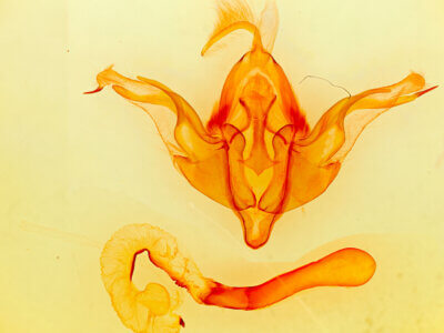 genitalia view of adult Andropolia theodori