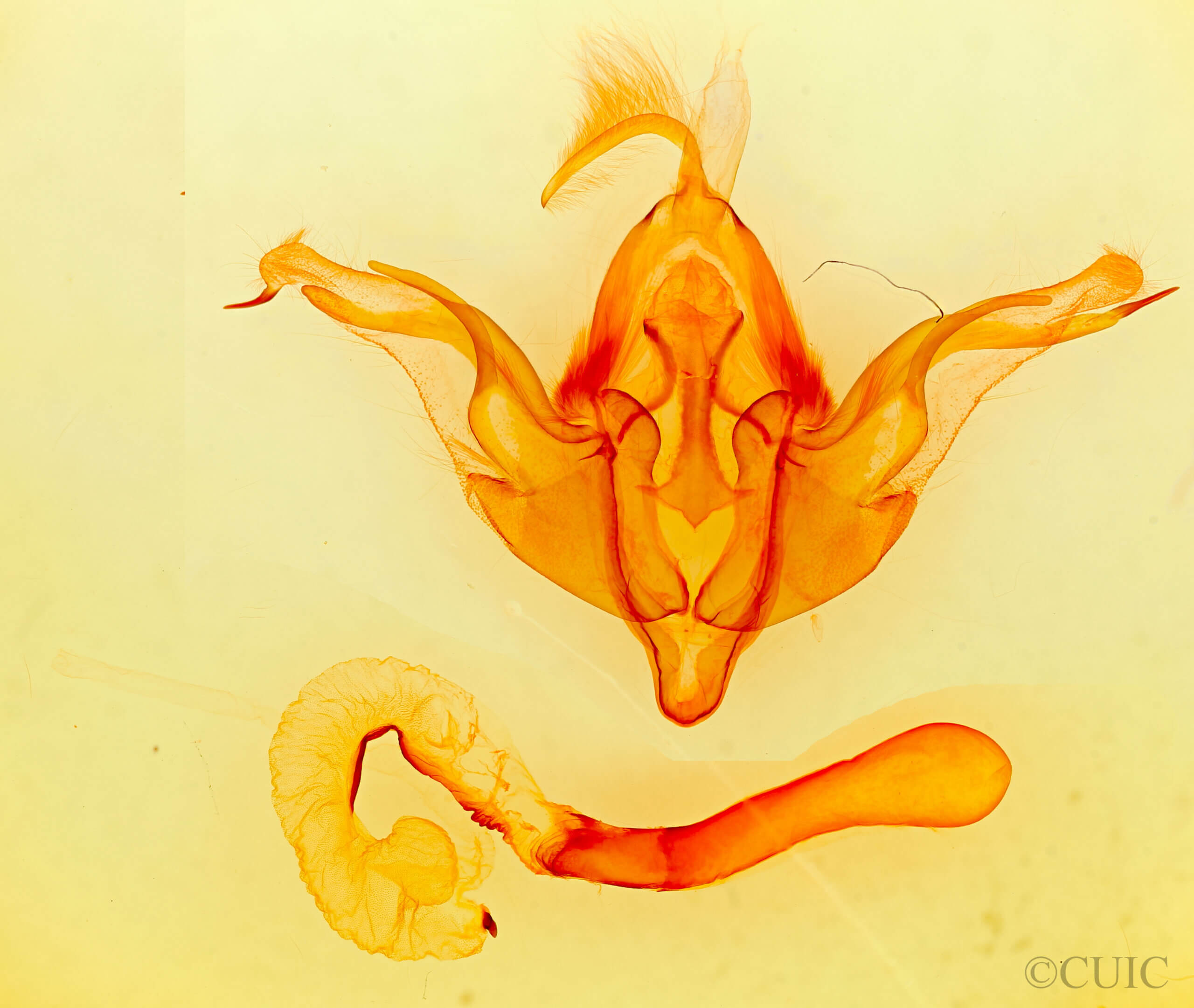 genitalia view of adult Andropolia theodori