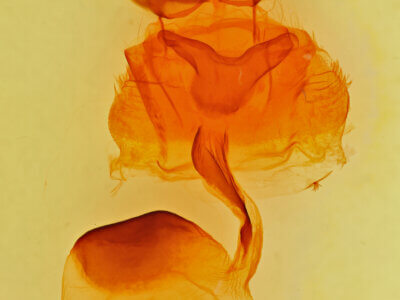 genitalia view of adult Andropolia theodori